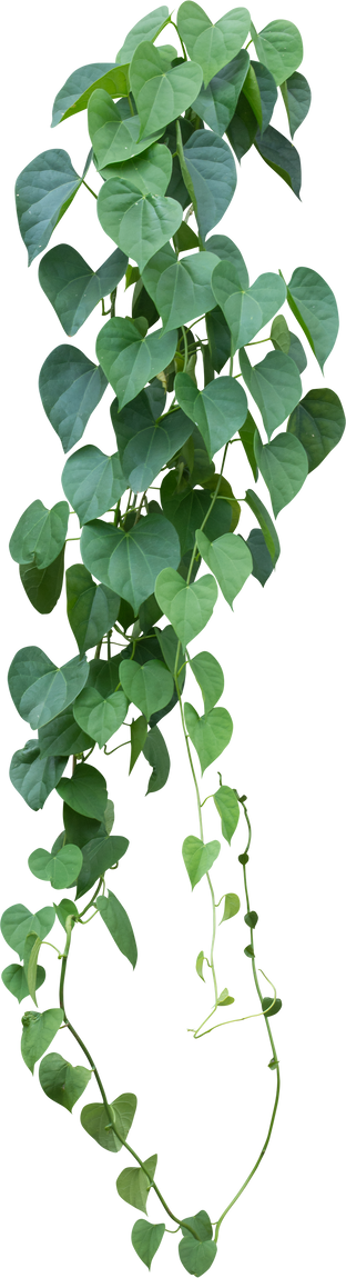 Vine Plant with Green Leaves