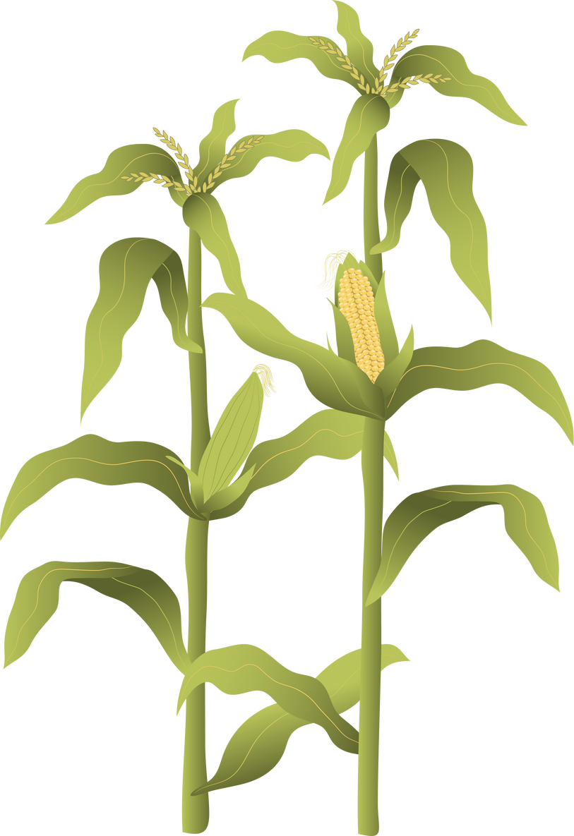 Field crops collections, corn tree