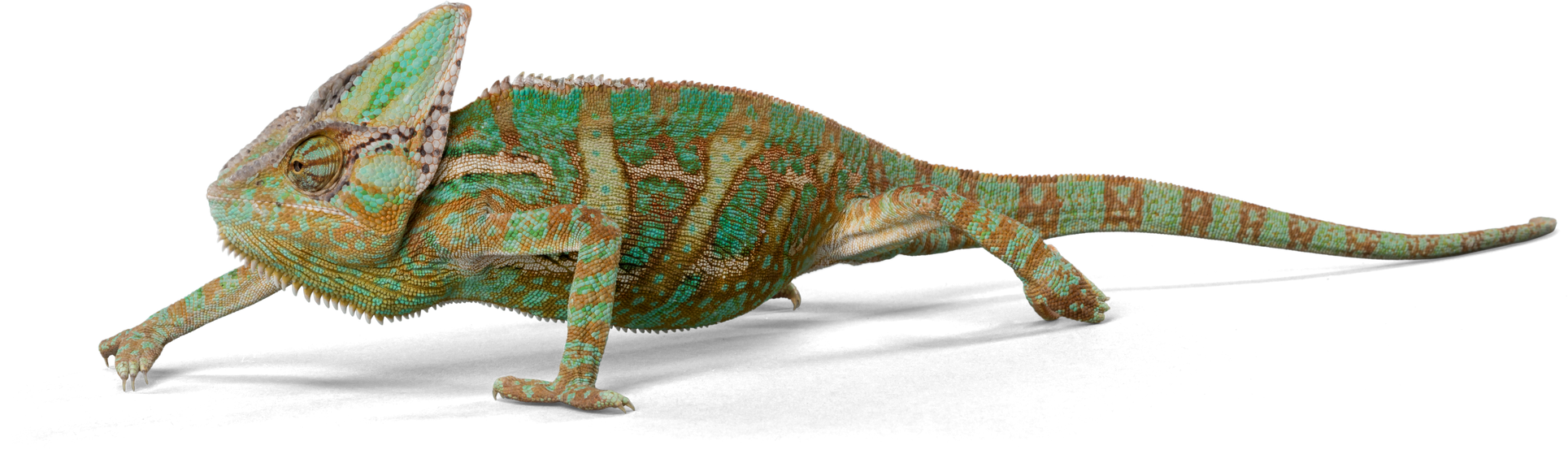 Yemen Chameleon - Isolated