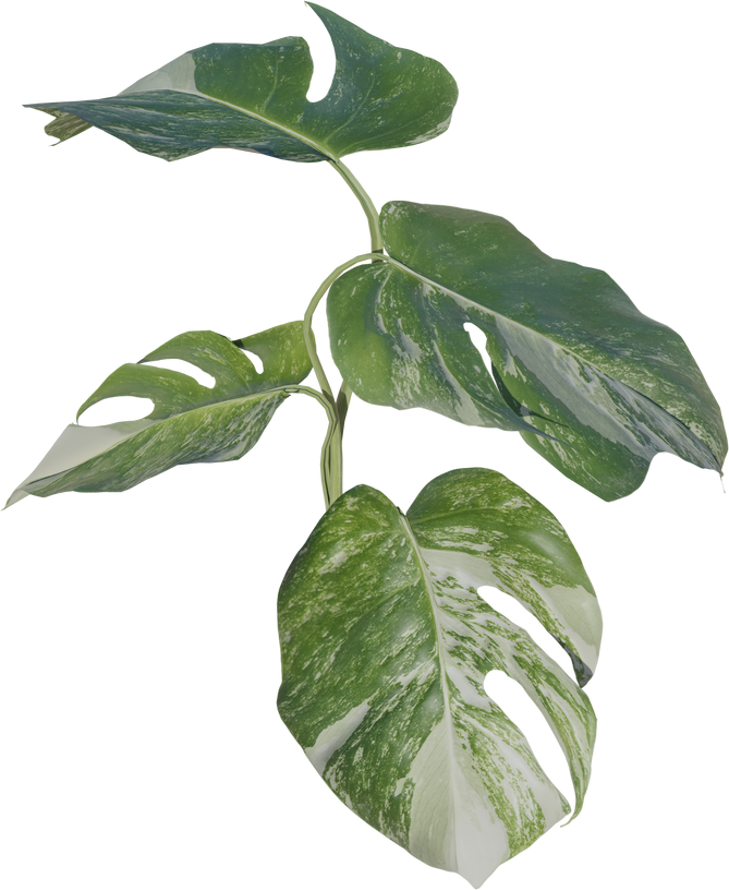 Beautiful Monstera Variegated Plant Leaves 