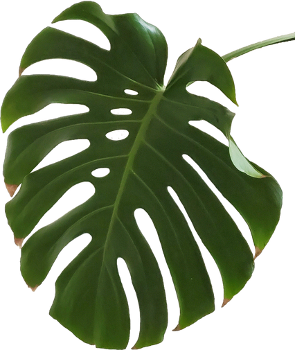 One Monstera Leaf