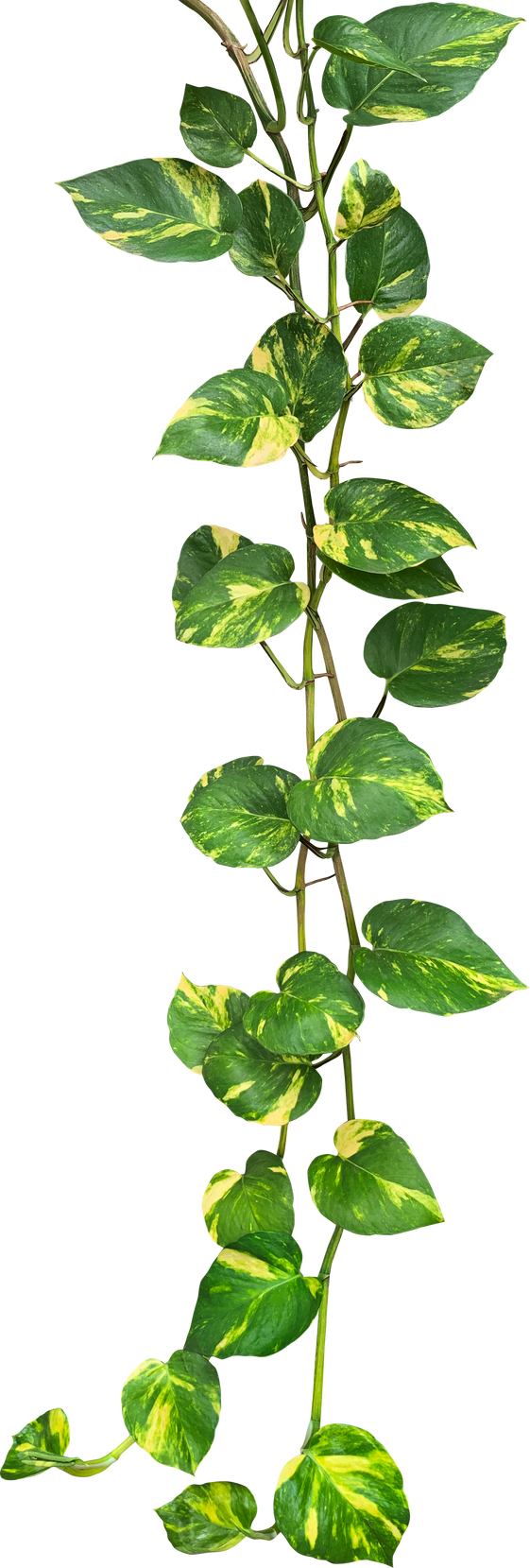 Heart shaped green variegated leaves hanging vine plant bush of devil's ivy or golden pothos tropical houseplant