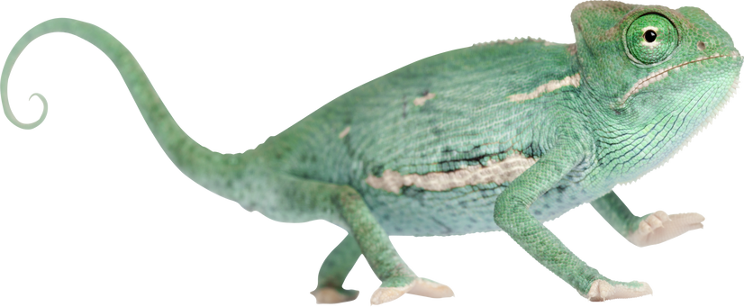 Young Veiled Chameleon, Chamaeleo Calyptratus