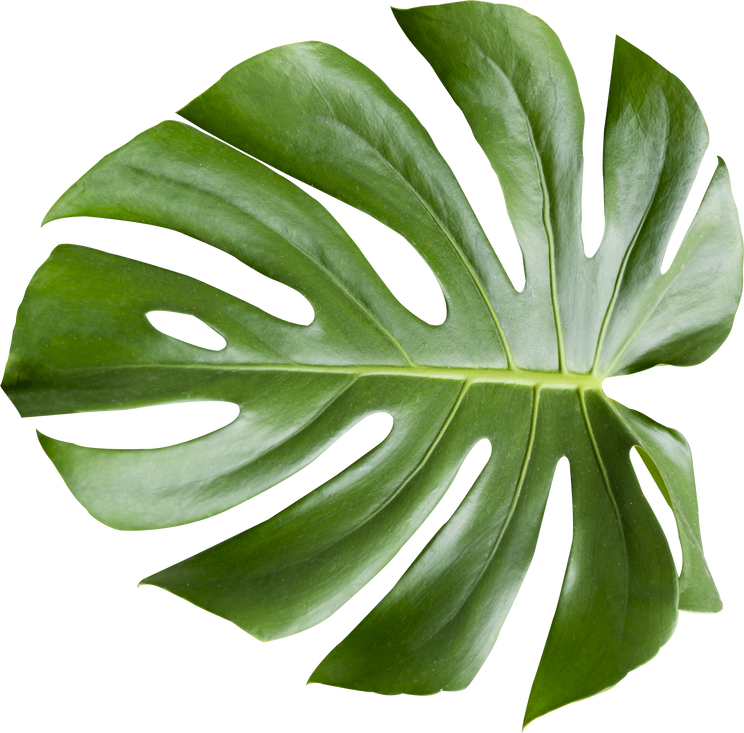 Cutout of Monstera Leaf