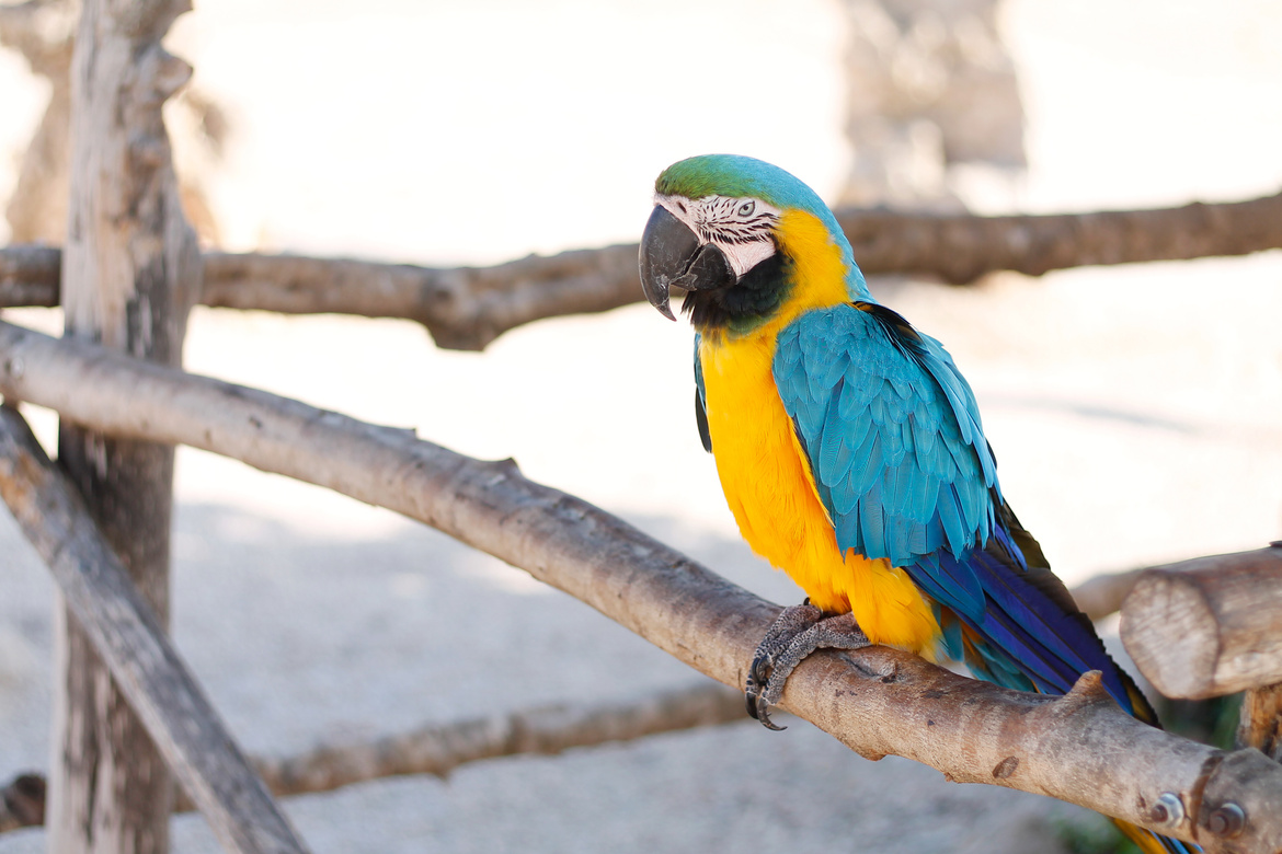 Max, Blue and gold Macaw, Rescue Surrender, 2020
