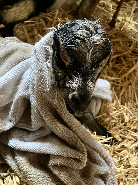 a baby goat wrapped in a towel laying on hay, newborn to pregnant mama goat, rescue relinquishment.