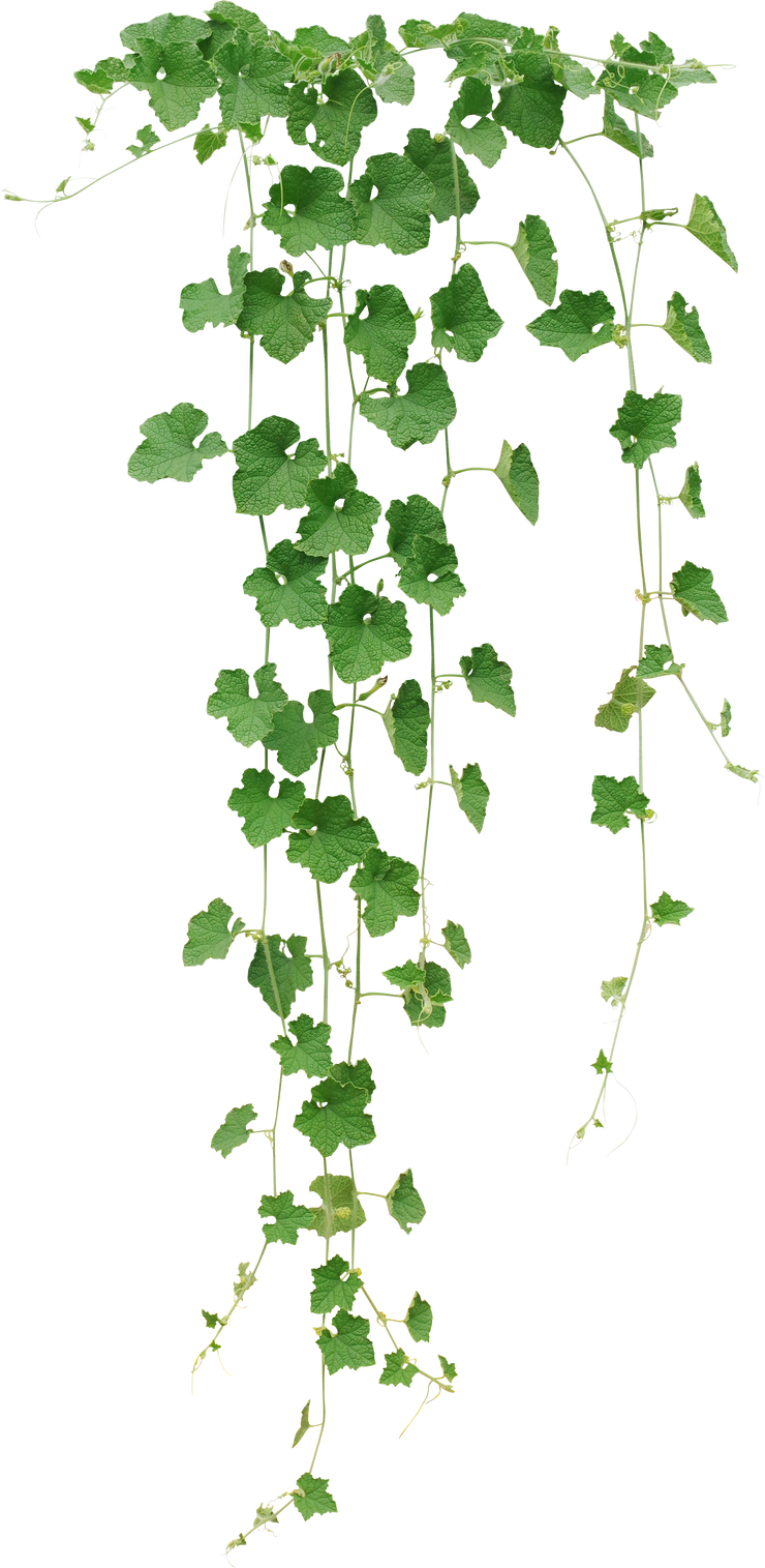 Winter melon or wax gourd vines with thick green leaves hanging vine plant