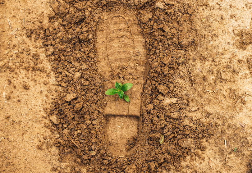 Foot Print with Seedling on Ground