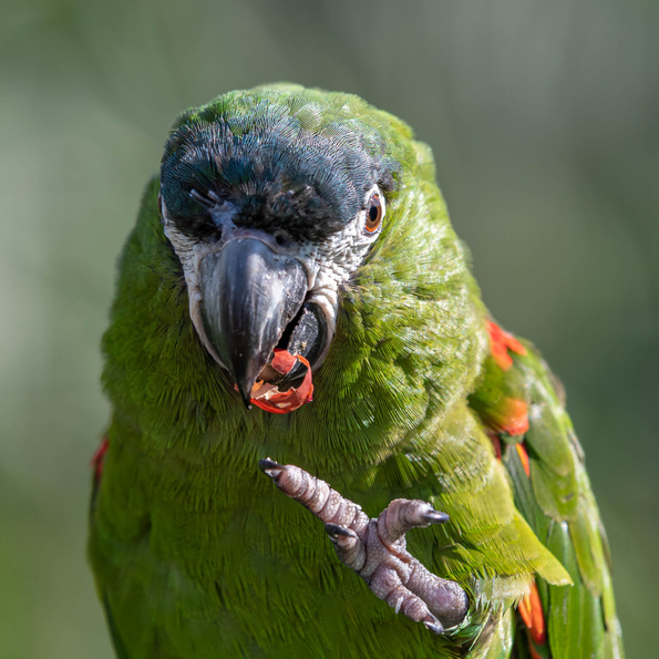 a close up of a green parrot with its beak open, Hahn's Macaw, rescue surrender, 2021