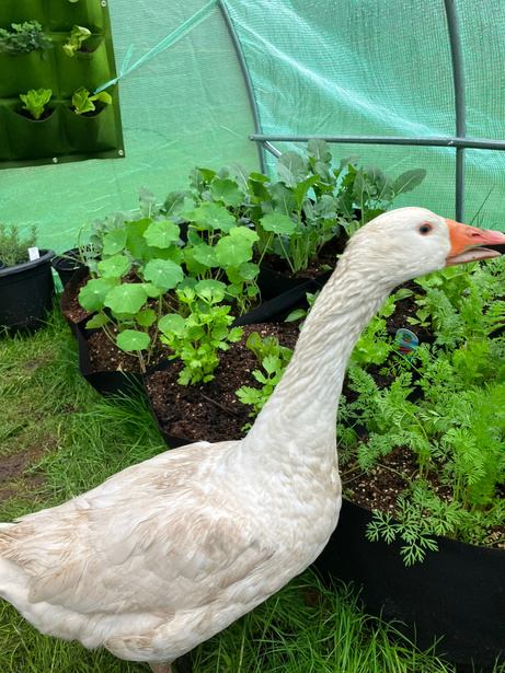 a goose is standing in front of plants in a greenhouse, animal rescue surrender, 2022